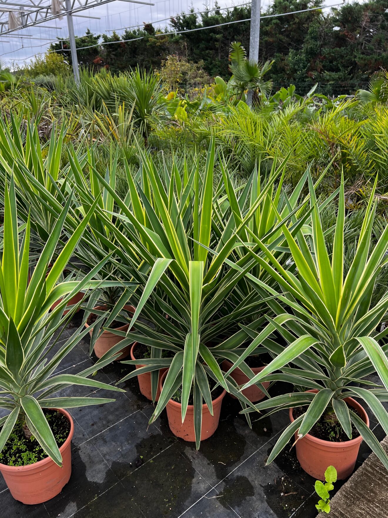 Varits De Yucca Exterieur